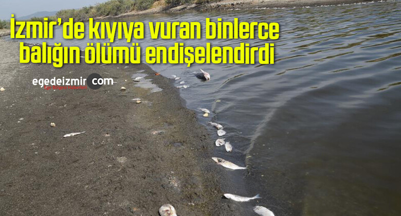 İzmir’de kıyıya vuran binlerce balığın ölümü endişelendirdi