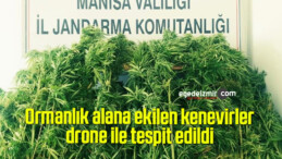  Ormanlık alana ekilen kenevirler drone ile tespit edildi