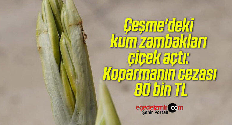 Çeşme’deki kum zambakları çiçek açtı: Koparmanın cezası 80 bin TL