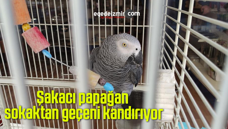 papağan