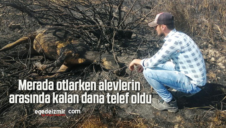 telef oldu