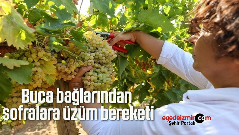 üzüm bereketi