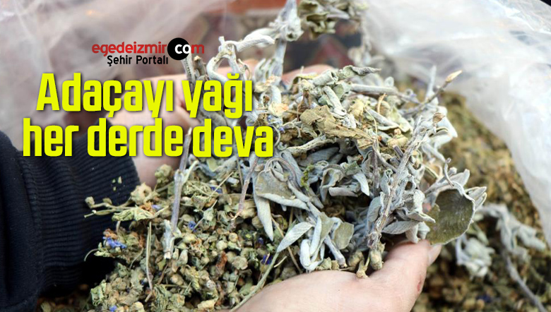 Adaçayı yağı