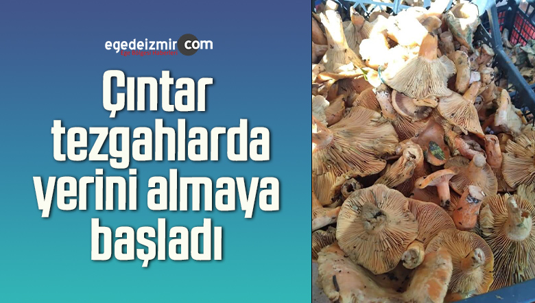 çıntar tezgahlarda