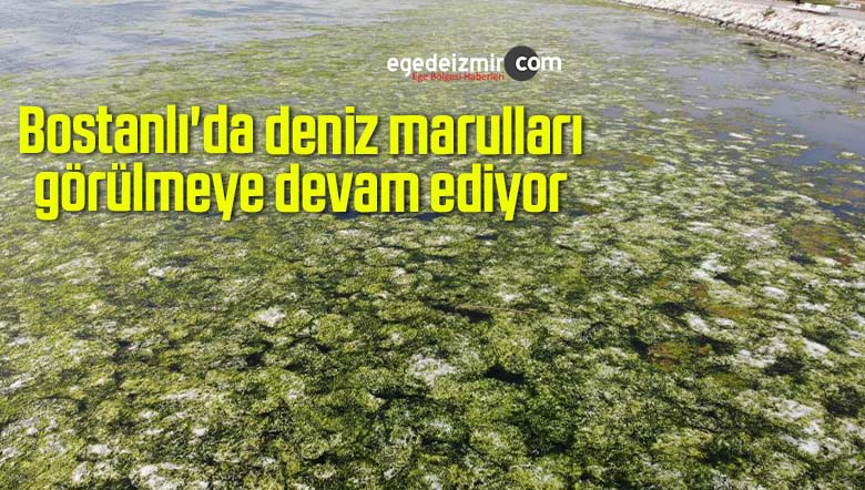 deniz marulları