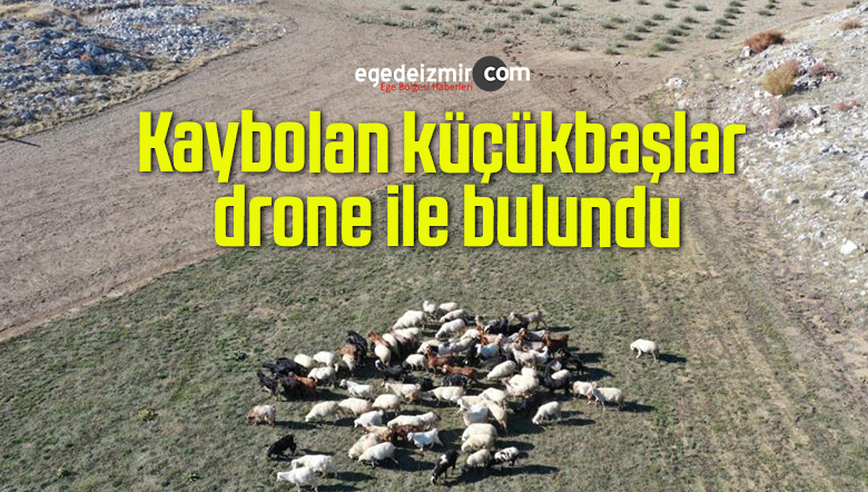 küçükbaşlar