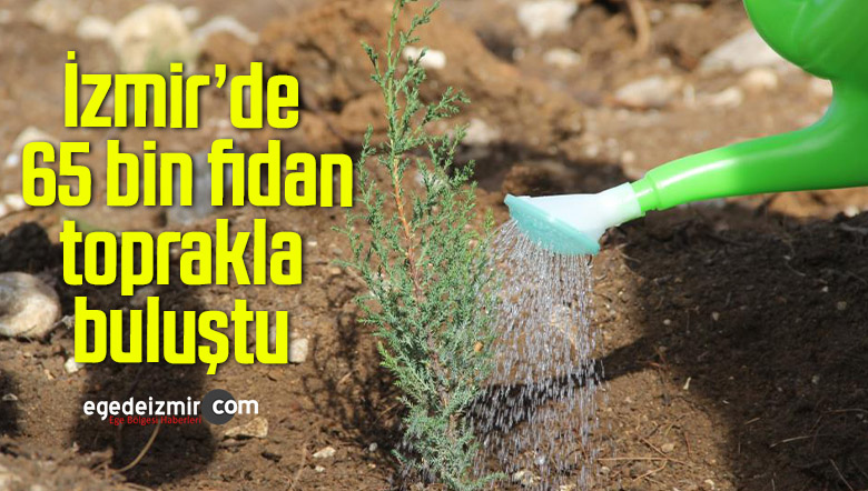 65 bin fidan