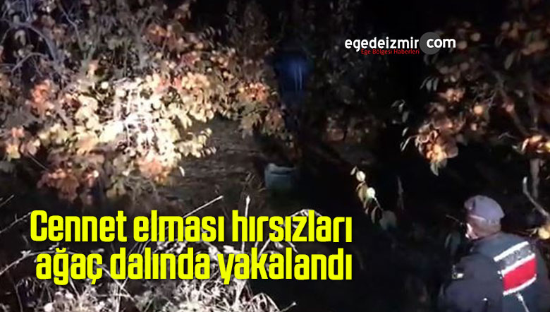 Cennet elması