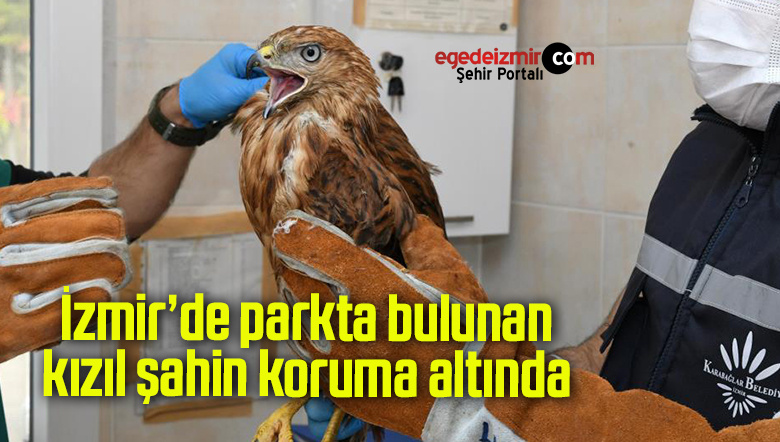 kızıl şahin
