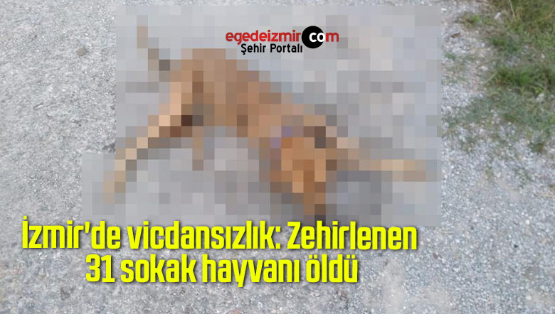 sokak hayvanı