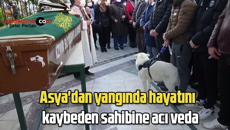 köpek