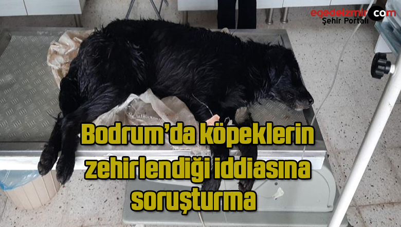 köpek