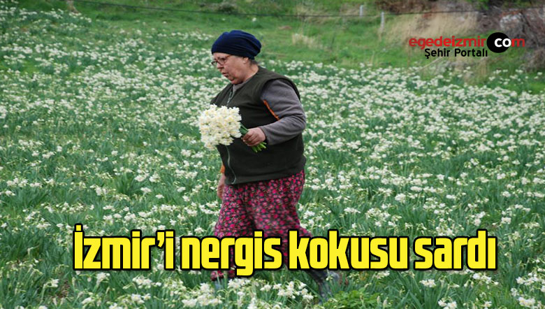 nergis