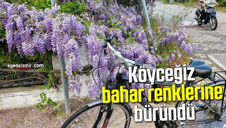 bahar