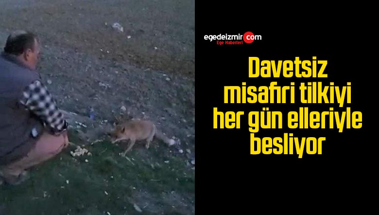Davetsiz misafiri tilkiyi her gün elleriyle besliyor