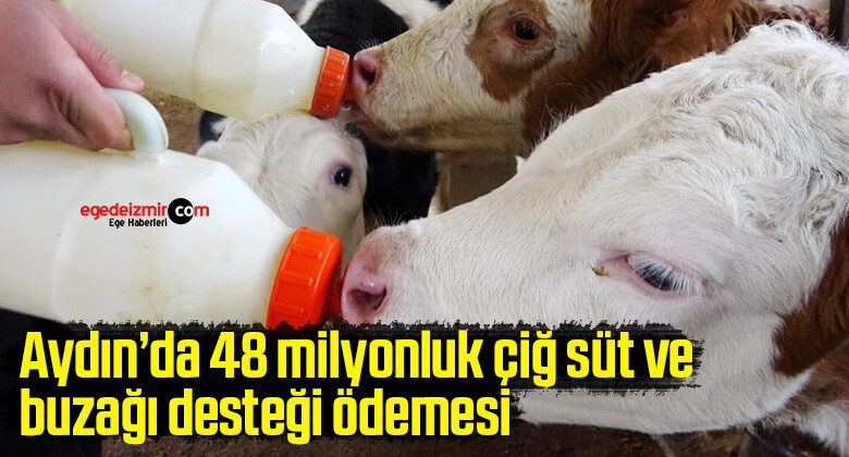 Aydın’da 48 milyonluk çiğ süt ve buzağı desteği ödemesi