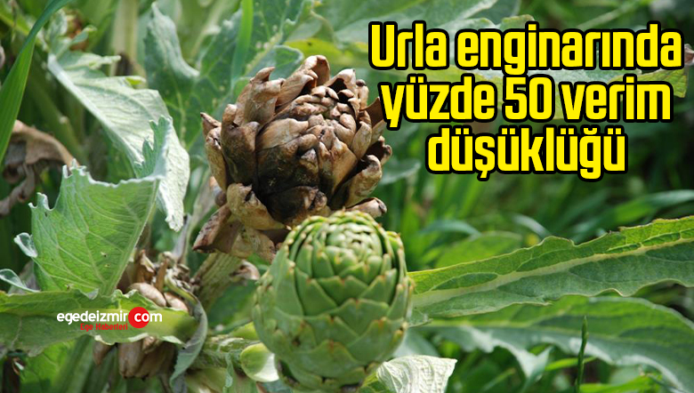 enginar