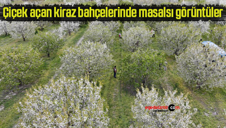 kiraz