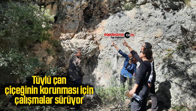 sürüyor