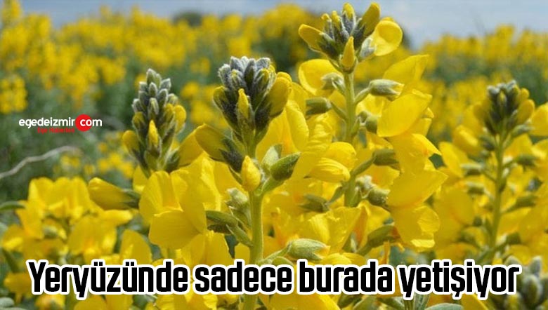 yetişiyor