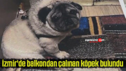 İzmir’de balkondan çalınan köpek bulundu