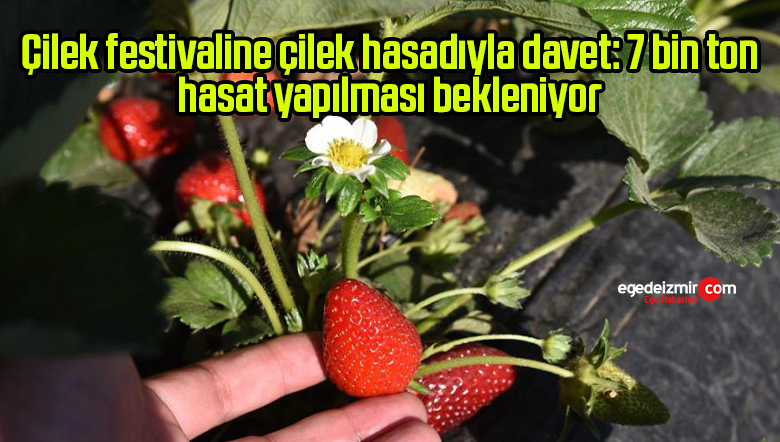çilek