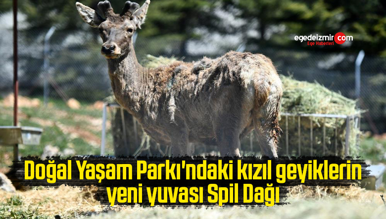 geyik