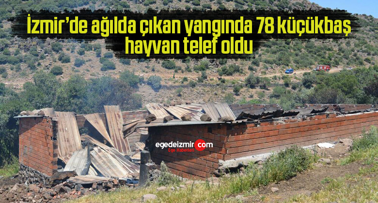 İzmir’de ağılda çıkan yangında 78 küçükbaş hayvan telef oldu