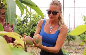 Yılın ilk mango hasadı bakın hangi ünlüden