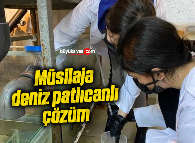 deniz patlıcaı
