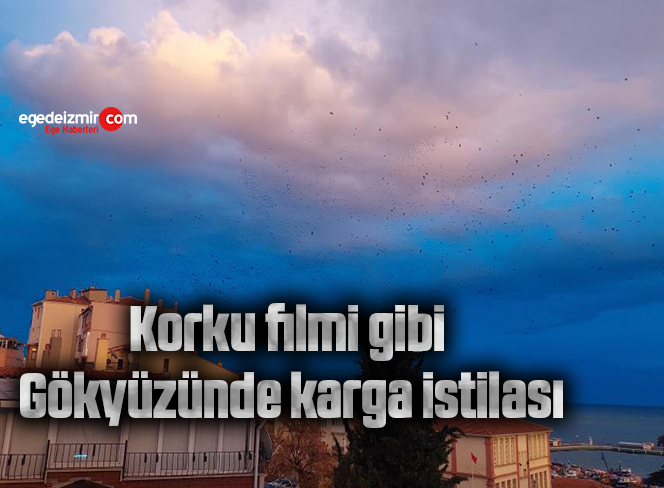 Korku filmi gibi: Gökyüzünde karga istilası