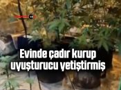 Evinde çadır kurup uyuşturucu yetiştirmiş