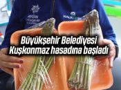 Büyükşehir Belediyesi, Kuşkonmaz hasadına başladı