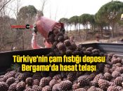 Türkiye’nin çam fıstığı deposu Bergama’da hasat telaşı