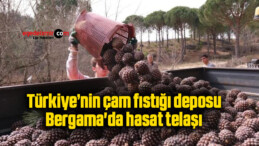 Türkiye’nin çam fıstığı deposu Bergama’da hasat telaşı