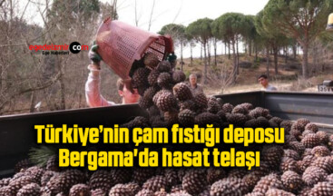 Türkiye’nin çam fıstığı deposu Bergama’da hasat telaşı