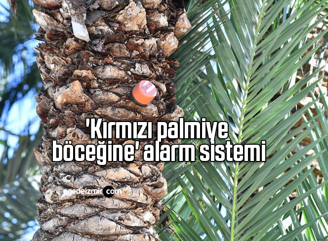 ‘Kırmızı palmiye böceğine’ alarm sistemi