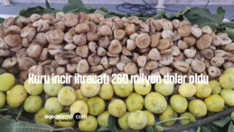 Kuru incir ihracatı 260 milyon dolar oldu