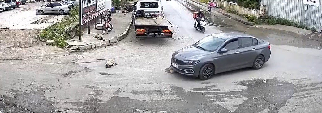 VİCDANSIZ SÜRÜCÜ KÖPEĞİ EZDİ, ARKASINA BİLE BAKMADI