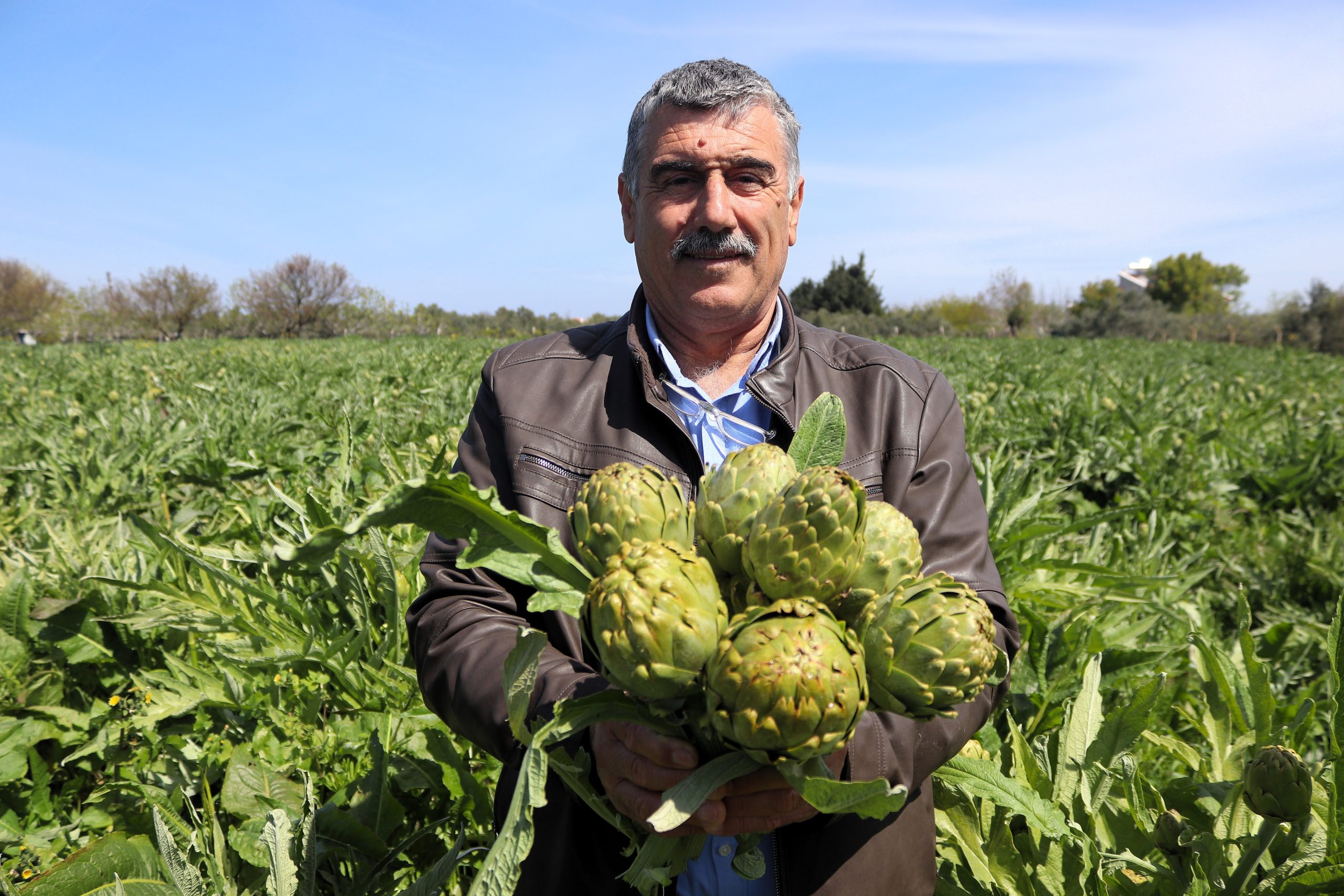 SAKIZ ENGİNARININ TARLADAN PAZARA HASAT YOLCULUĞU SÜRÜYOR TÜRKİYE'NİN ENGİNAR DEPOSU URLA'DA YETİŞTİRİLEN KARACİĞER DOSTU 'SAKIZ ENGİNARI' TARLADA 20, TEZGAHTA 40-50 TL