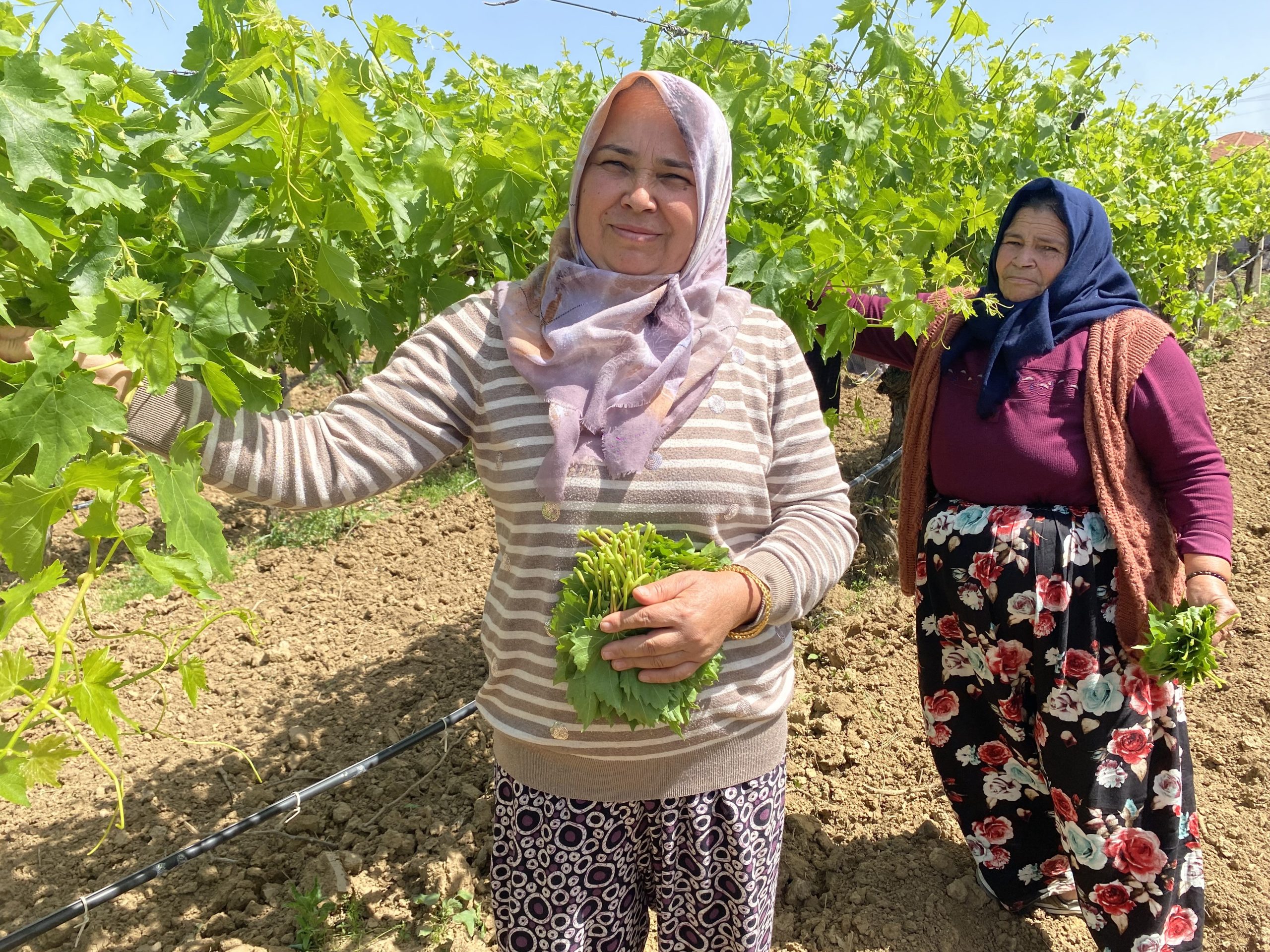YAPRAĞI MEYVESİNDEN DAHA ÇOK KAZANDIRIYOR MANİSA'DA TAZE ÜZÜM YAPRAKLARI ÜRETİCİNİN GELİR KAYNAĞI OLDU MANİSA'DAN TOPLANAN YAPRAKLARA İÇ PİYASADAN TALEP HER YIL ARTARKEN UKRAYNA VE BİRLEŞİK ARAP EMİRLİKLERİ GİBİ ÜLKELERE DE İHRAÇ EDİLİYOR
