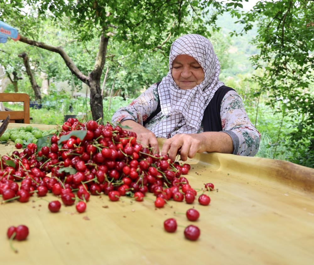 ZİRAİ DON KİRAZI VURDU, GEÇEN YILA GÖRE 61 BİN TON İHRACAT KAYBI YAŞANDI