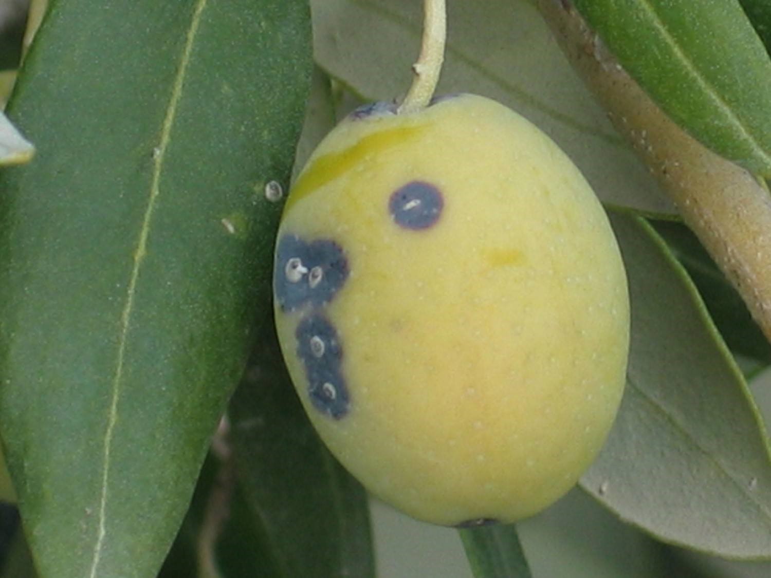 ZEYTİN ÜRETİCİLERİNE 'ZEYTİN KABUKLU BİTİ' UYARISI