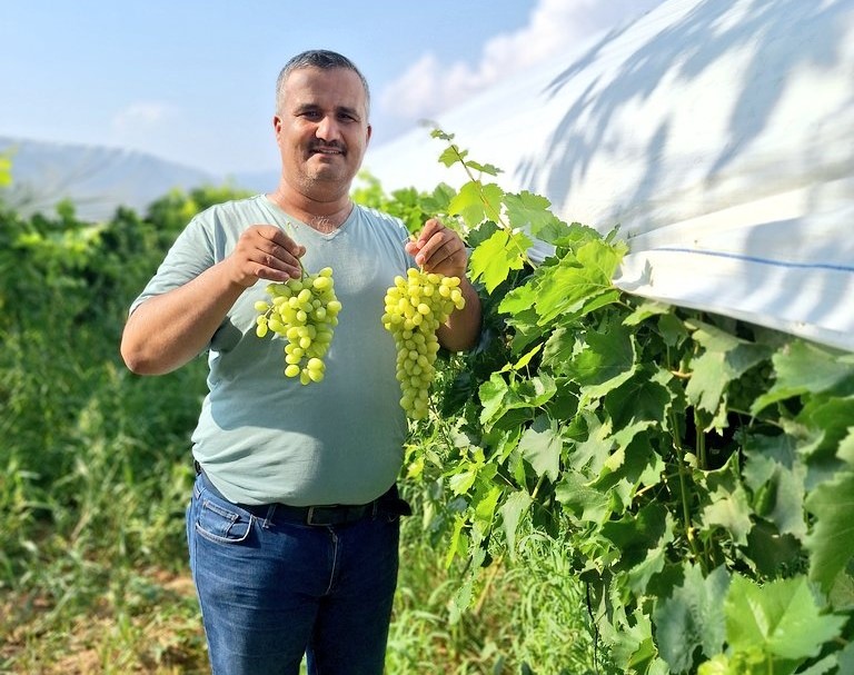 SULTANİYE ÜZÜM SEZONU AÇILDI, ÜRETİCİLER SOSYAL MEDYADA TANITIMA BAŞLADI
