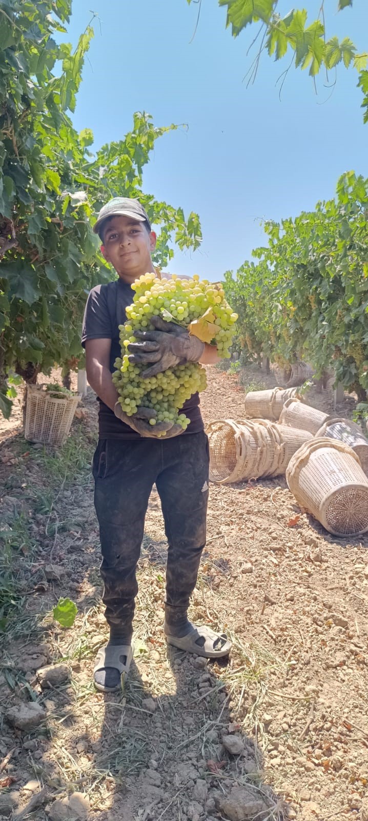 MANİSA'DA 7 KİLO 250 GRAMLIK ÜZÜM SALKIMI