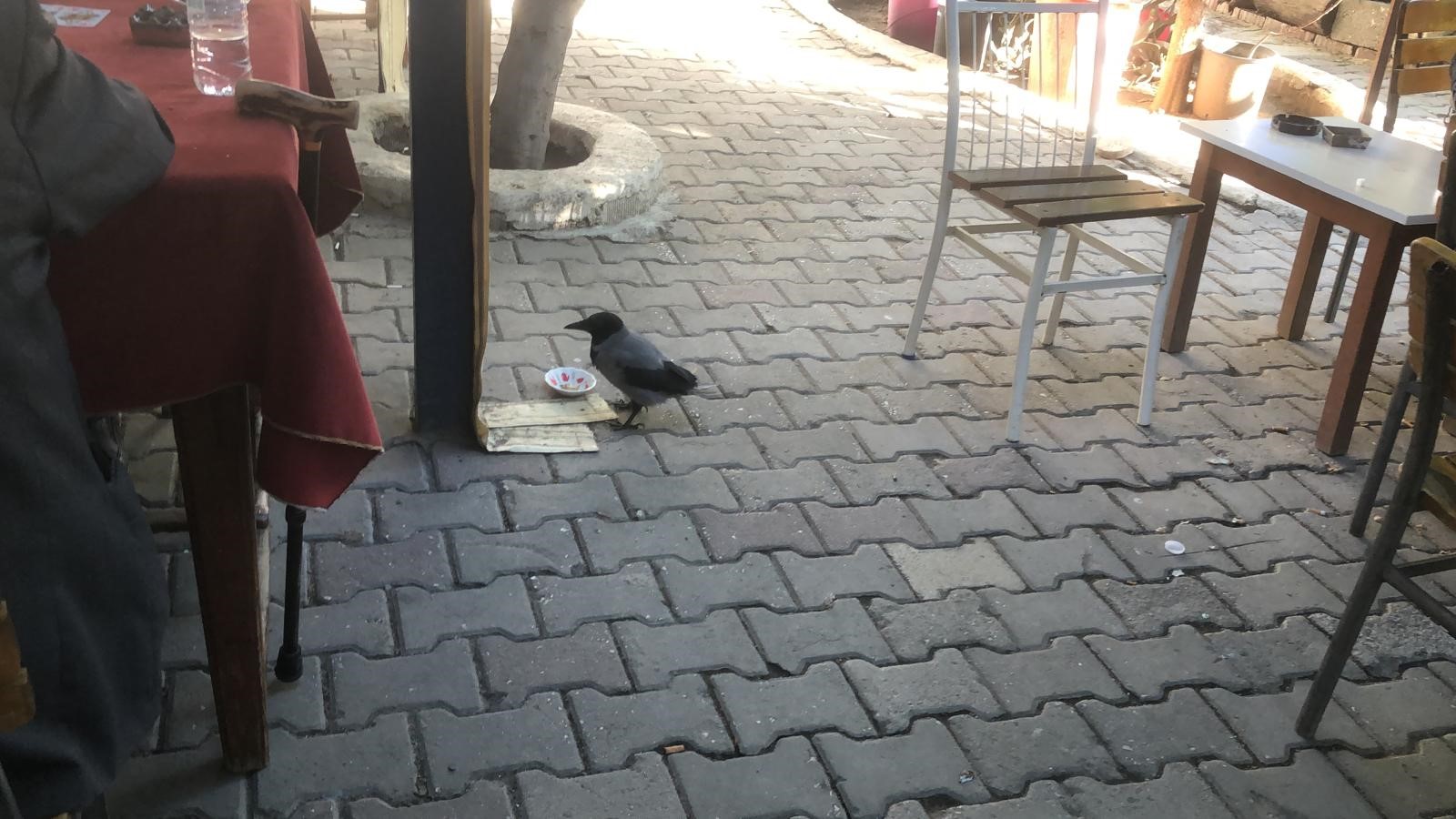 KAHVEHANE BAĞIMLISI KARGA MAHALLENİN MASKOTU HALİNE GELDİ