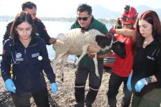 SEL FELAKETİ RİSKİ TAŞIYAN İZMİR'DE AFAD'DAN TATBİKAT