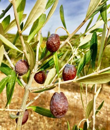 ZEYTİNİN EN DOĞAL HALİ: KARABURUN FURMA ZEYTİNİ HASADI BAŞLADI