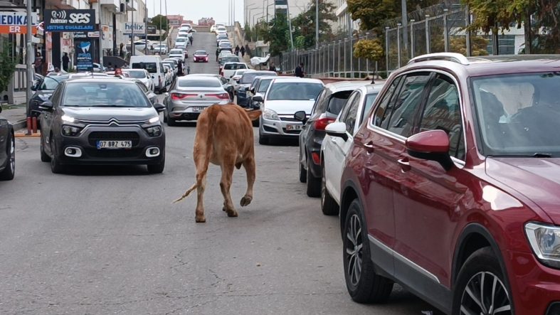 İNEKLER ŞEHRE İNDİ, TRAFİKTE İLGİNÇ GÖRÜNTÜLER OLUŞTU