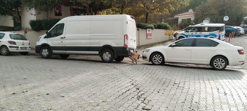 SOKAK KÖPEKLERİ İLÇENİN KABUSU OLDU: OTOMOBİLE 108 BİN TL'LİK ZARAR VERDİLER